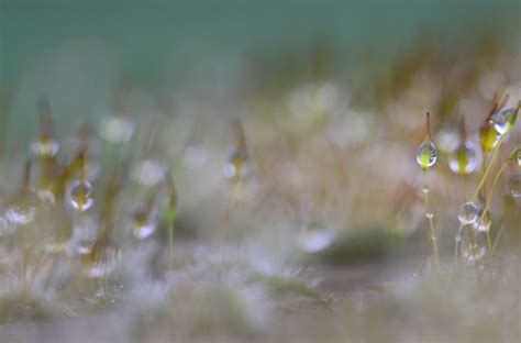 Wallpaper Sunlight Water Nature Reflection Rain Branch Moss