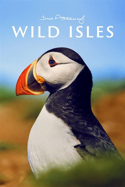 Wild Isles TV Series 2023 2023 Posters The Movie Database TMDB