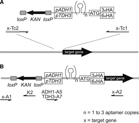 Universal Insertion Cassettes For Tc Aptamer Mediated Regulation A