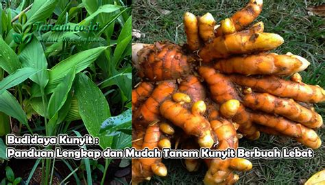 Budidaya Kunyit Panduan Lengkap Dan Mudah Tanam Kunyit Berbuah L