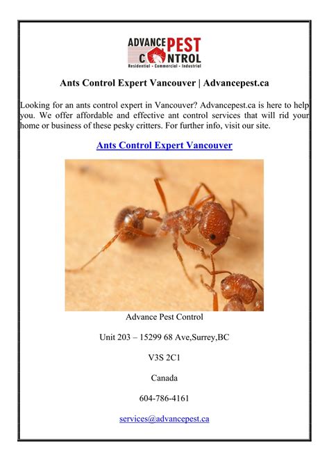 Ppt Ants Control Expert Vancouver Advancepest Ca Powerpoint