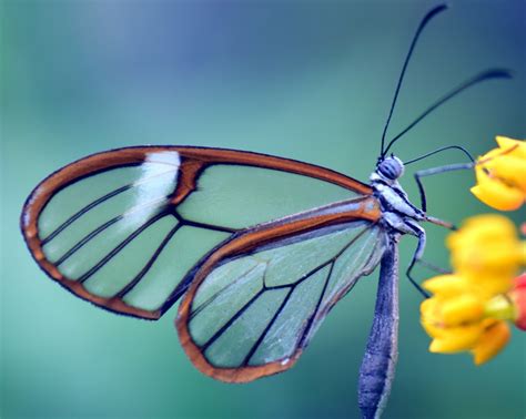 Images Gratuites La Nature Aile La Photographie Fleur Couleur