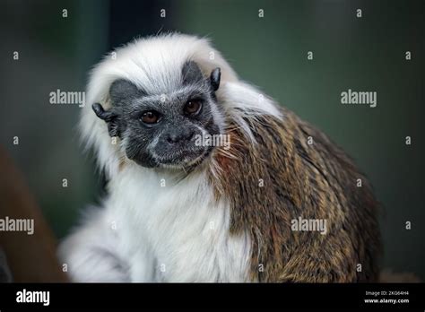 Cotton Headed Tamarin Stock Photo Alamy