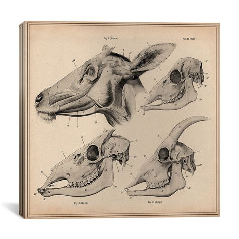 icanvas goat head skeleton anatomy  wilhelm ellenberger  hermann