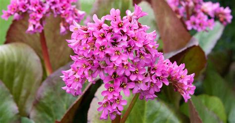 How To Grow And Care For Bergenia Bbc Gardeners World Off