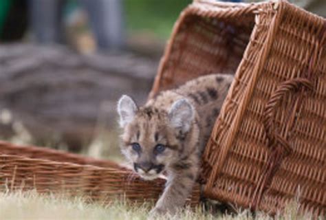 New Baby Puma Born in Berlin Zoo | Baby Animal Zoo