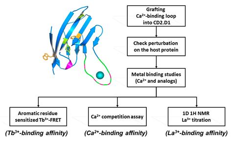 Design Of Calcium Binding Proteins To Sense Calcium Encyclopedia Mdpi