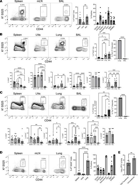 JCI Insight Airway Surveillance And Lung Viral Control By Memory T