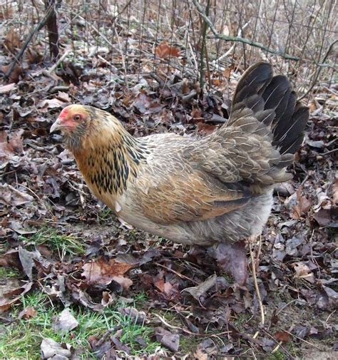 Pam S Backyard Chickens Easter Egger Chicken Breed Spotlight