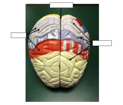 TOP VIEW OF BRAIN Diagram Quizlet