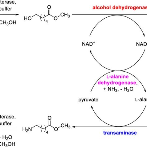 Overview About Chemocatalytic Approaches Towards Primary N Alkyl Amines