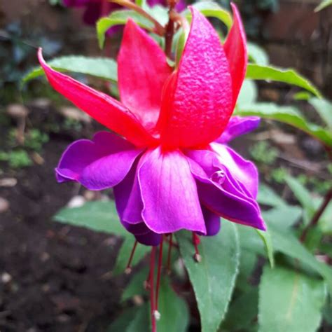Fuchsia Winston Churchill Fuchsia Winston Churchill Uploaded By