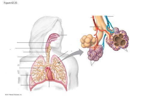 Diagram Of Syst Me Respiratoire Quizlet