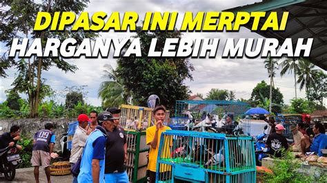 Grebek Pasar Burung Merpati Endemik Getakan Tinggian Terlengkap Dan