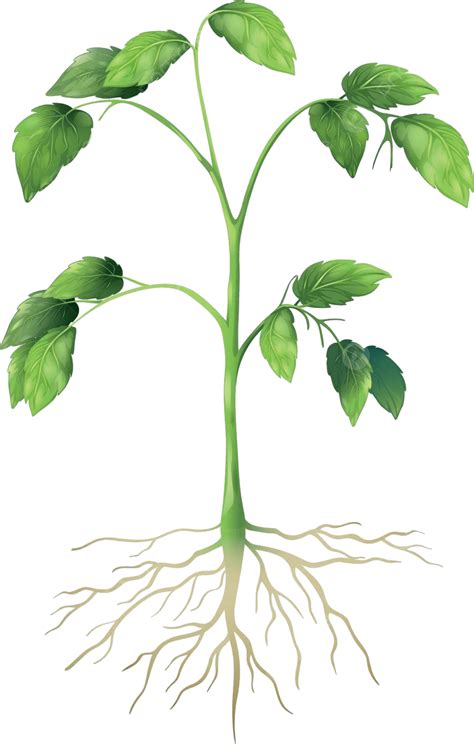 Green Plant Technical Process Respiration Vector Technical Process