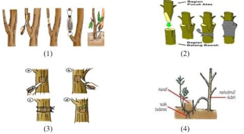 Detail Gambar Vegetatif Buatan Koleksi Nomer 13