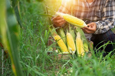 agriculture harvesting corn Corn farmers plant corn organic farming ...