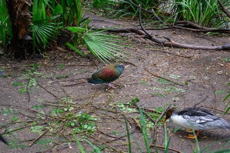 Premium Photo | Nicobar pigeon bird rainbow colorful feathers natural ...