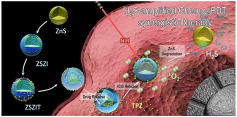 Zns Zif 8 Core Shell Nanoparticles Incorporated With Icg And Tpz To Enable H2s Amplified