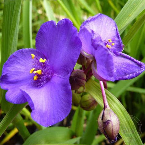 Традесканция садовая Леонора (Tradescantia andersoniana Leonora) купить ...