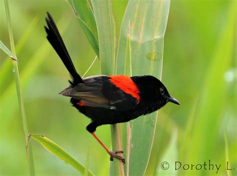 Australasian Wrens Ausemade