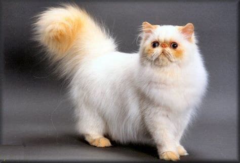 Red Flame Point Himalayan Cat Mundo Felino Himalayan Cat Beautiful