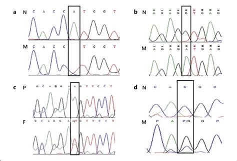 Chromatograms Of Direct Genomic Sequencing Revealed Nucleotide Download Scientific Diagram