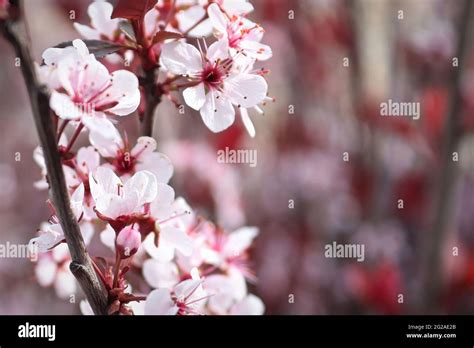 Purple Shrub Leaf Hi Res Stock Photography And Images Alamy