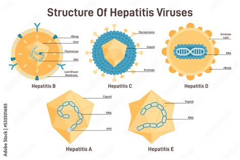 Hepatitis Viruses Set Structure Of Hepatitis A B C D E Viruses With Parts Stock Vector