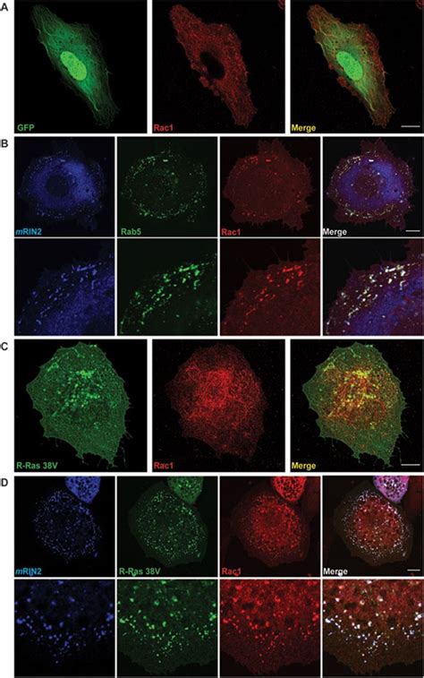 RIN2 R Ras And Rac1 Colocalize On Rab5 Positive Early Endosomes A