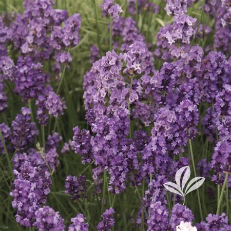 English Lavender Imperial Gem Fossil Creek Tree Farm