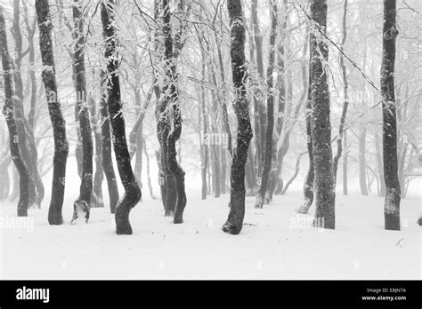 Snow capped plants Black and White Stock Photos & Images - Alamy