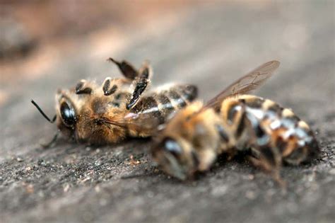 Déclin des pollinisateurs les conséquences sur les plantes