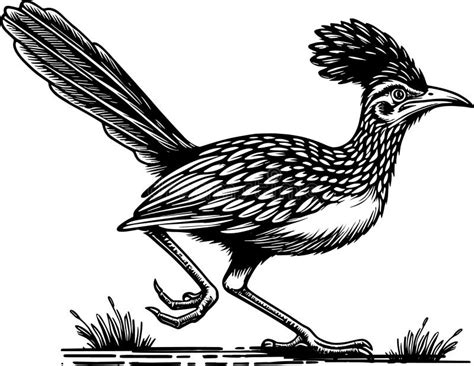 Roadrunner Bird Hand Drawn Vector Artwork Stock Illustration