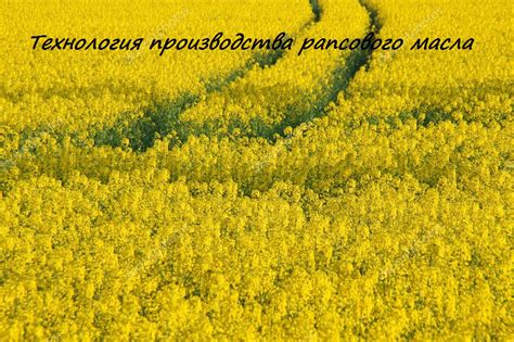 Технология производства рапсового масла - МАСЛОПРЕССЗАВОД - Prodtehmas SRL