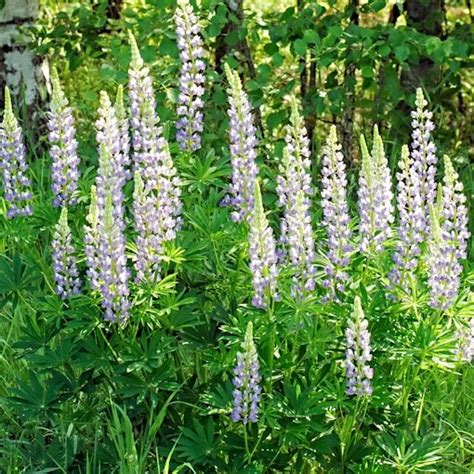 Wild Lupine Seeds Lupinus Perennis For The Karner Butterflies