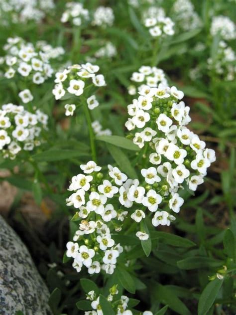 Sweet Alyssum Seedlings Alyssum Garden