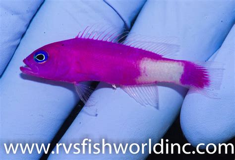 White Patch Dottyback Is The Newest Aberrantion Of Pictichromis Reef