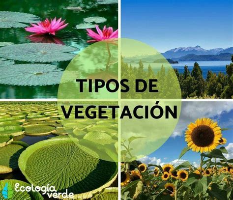 Cuál es la relación entre la vegetación y la altitud Cómo interviene