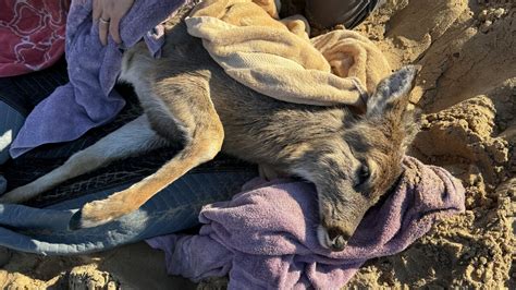 Watch Firefighters Rescue 2 Deer From Icy Water In Plainfield Twp