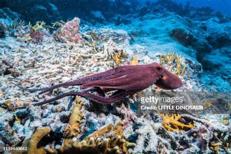 542 Octopus Camouflage Stock Photos, High-Res Pictures, and Images ...