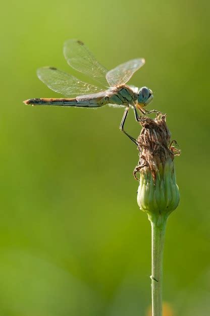 Premium Photo Dragonfly Perched On A Flower