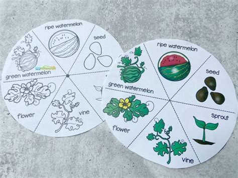 🍉 FREE Watermelon Life Cycle Printable Spinner Activity for Kids