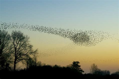 Beautiful Large Flock of Starlings. Stock Image - Image of beauty ...