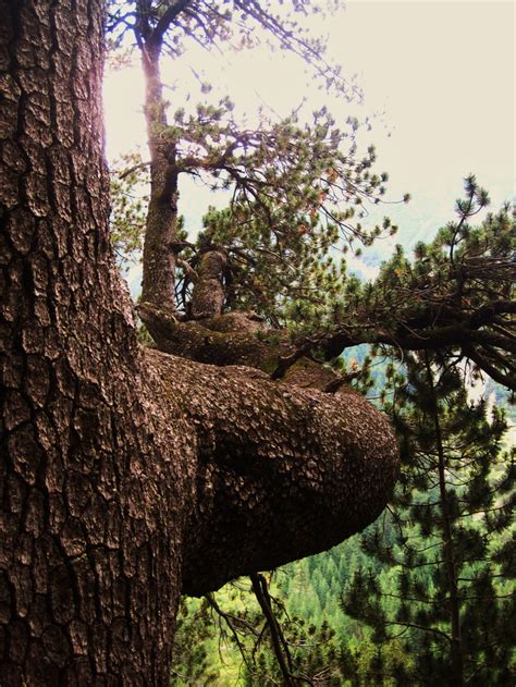 Oldest tree in Europe, located in Bulgaria | Tree, Science nature, Nature