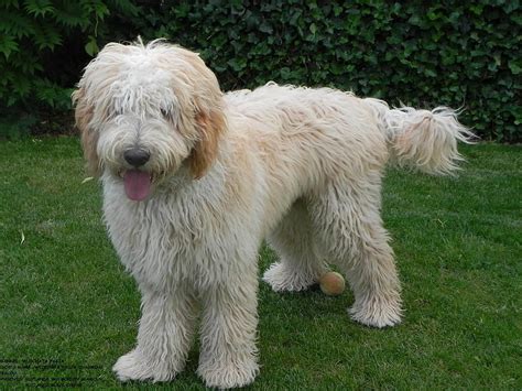 Difference Between Hybrid And Purebred Australian Labradoodle Hd