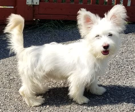 Wagging Wednesday: Meet Herman, a West Highland Terrier mix | Boston.gov