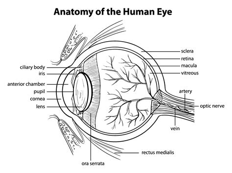 Anatomy Of The Human Eye Colour Theory Understanding And Working