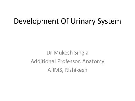 PPT Development Of Urinary System PowerPoint Presentation Free