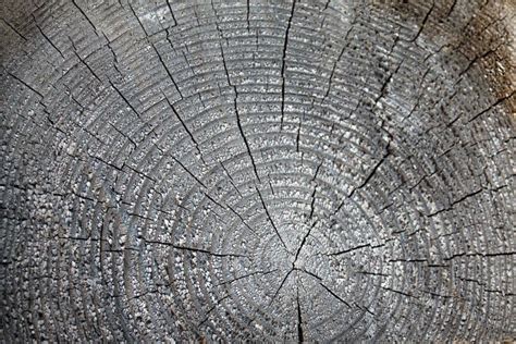 La Vieja Textura De Madera Con Los Modelos Naturales Secci N